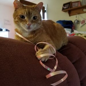 Meet your Posher, Jule